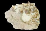 Oreodont (Merycoidodon) Jaw Section - South Dakota #146354-2